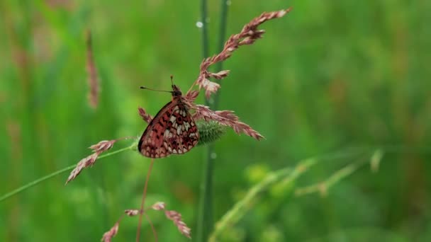 Farfalla in macrofotografia. Creativa.Una farfalla luminosa con ali rosse siede su un ramo secco nell'erba verde e su di essa sgocciola un po 'di pioggia.. — Video Stock