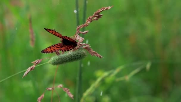 Papillon dans l'herbe avec des éclaboussures d'eau. Créatif. Beau papillon assis sur les oreilles dans l'herbe verte. Papillon sur fond de chutes d'eau — Video