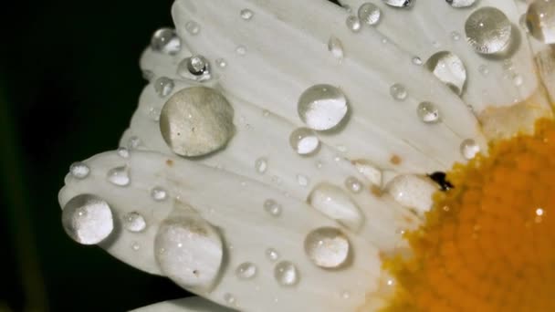 Een Close Van Een Madeliefje Macrofotografie Creatief Een Enorme Knop — Stockvideo