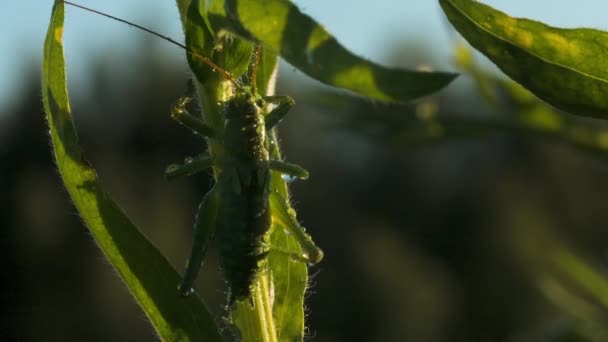 Close Green Big Beetle Sitting Green Plant Stem Creative Insect — Stock Video