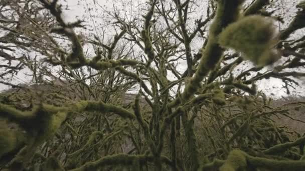 Velké Dlouhé Větve Akce Zelený Strom Zkroucený Kůrou Jehož Větve — Stock video