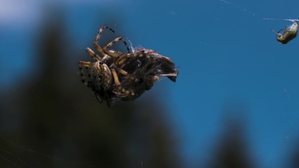 Büyük Bir Böcek Yaratıcı Örümcek Ağıyla Büyük Kuru Bir Nesneyi — Stok video