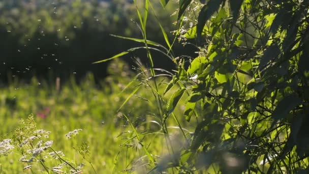 Pohyb Komárů Zeleném Letním Poli Tvůrčí Létající Hmyz Nad Loukou — Stock video