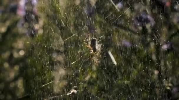Дождь Пауком Паутине Макрофотографии Творческий Подход Яркие Капли Воды Освещенные — стоковое видео