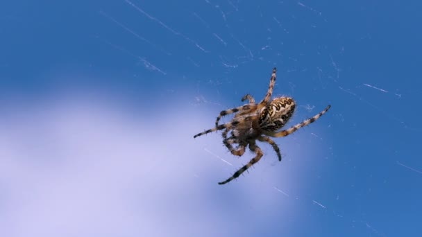 Wilde Raubspinne Netz Kreativ Große Spinne Netz Vor Blauem Himmel — Stockvideo