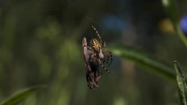 Nahaufnahme Einer Spinnenfressenden Fliege Kreativ Spinnenwickel Umhüllen Insekten Netz Für — Stockvideo