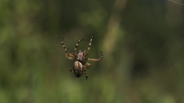 Eine Riesige Vogelspinne Hängt Ihrem Netz Kreativ Eine Helle Spinne — Stockvideo