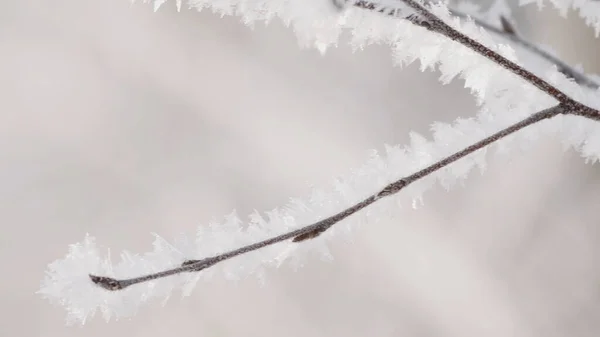 Zblízka krásné zmrazené větve stromu na rozmazaném pozadí. Kreativní. Zimní příroda, větev stromů pokrytá mrazem a sněhovými vločkami. — Stock fotografie