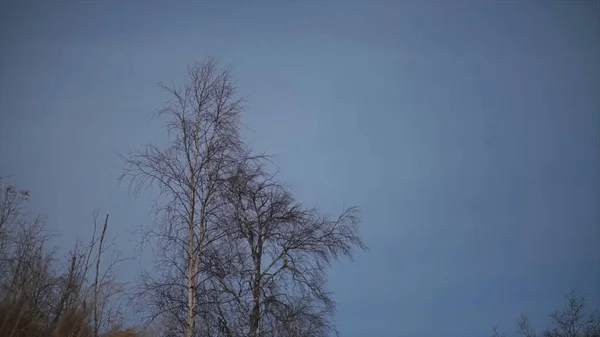 Нижний вид осеннего дерева на вечернем голубом облачном фоне неба. Клип. Ветреная погода с ветвями деревьев качается в вечернее время. — стоковое фото