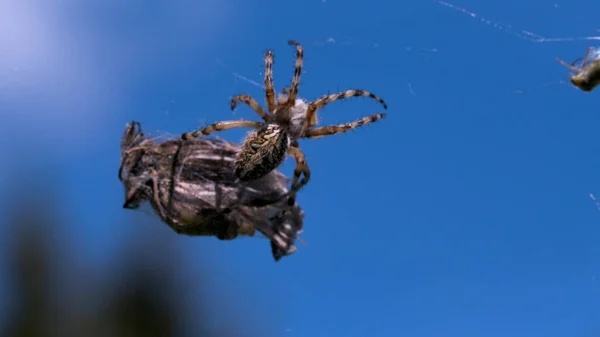 Eine große Spinne mit dünnen Beinen. Kreativ. Ein Insekt in der Makrofotografie sortiert sich durch ein großes getrocknetes Insekt auf seinem Netz am blauen Himmel. — Stockfoto