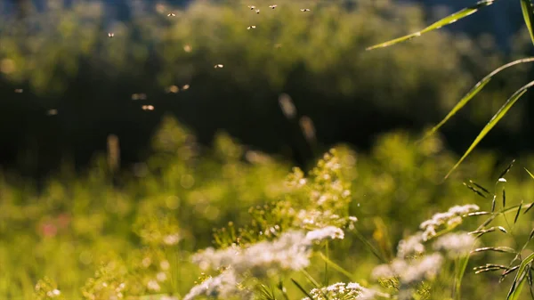 Bewegung der Moskitos im grünen Sommerfeld. Kreative Fliegende winzige Insekten über der Wiese. — Stockfoto