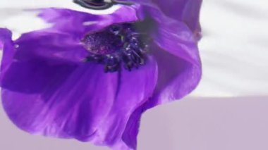 Makro fotoğrafçılık çiçekleri. Stok görüntüleri. İçinde güzel mor çiçeklerin daldırılıp çevrildiği şeffaf su..