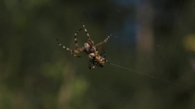 Ağında asılı kocaman bir tarantula. Yaratıcı. Üzerinde desenler olan parlak bir örümcek ağında oturup üzerinde sürünmeye çalışır..