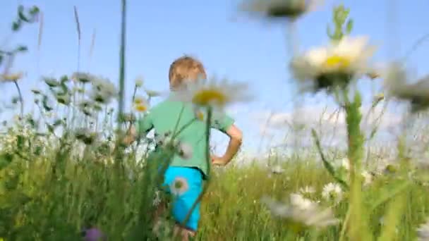Вид ззаду хлопчика, що біжить у полі. Креативний. Кінематографічна дитина на квітковому полі. Ромашковий луг і біг дитини в сонячний літній день — стокове відео