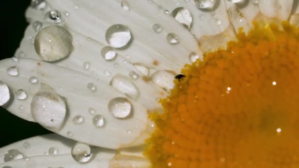宏观摄影中一朵雏菊的特写。创意。一种巨大的芽，上面有少量的露珠和很小的黑色昆虫爬行. — 图库视频影像