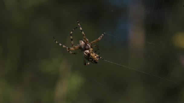 En stor tarantel hänger på nätet. Kreativ. En ljus spindel med mönster på sitter på sitt nät och försöker krypa på den. — Stockvideo