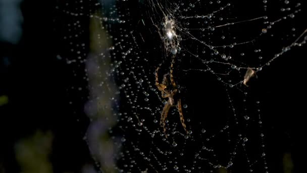 Красивая паутина с пауком и капли воды. Творческий подход. Яркая белая паутина с росой на темном фоне. Паук в сети после дождя — стоковое видео