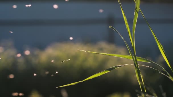 Enxame de mosquitos voando em câmera lenta sob o sol brilhante. Criativa. Pequenos insetos voando acima da grama verde. — Vídeo de Stock