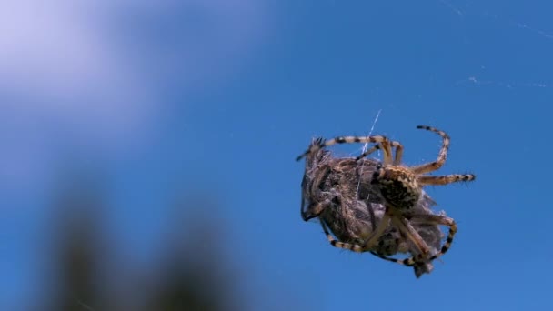 Eine große Spinne mit dünnen Beinen. Kreativ. Ein Insekt in der Makrofotografie sortiert sich durch ein großes getrocknetes Insekt auf seinem Netz am blauen Himmel. — Stockvideo