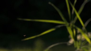 Parlayan güneşin altında yavaş çekimde uçan sivrisinek sürüsü. Yaratıcı. Yeşil çimlerin üzerinde uçan küçük böcekler.