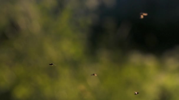 Fondo borroso bokeh con insectos voladores. Creativo. Manada de moscas a la luz del sol en el jardín verde. — Vídeo de stock