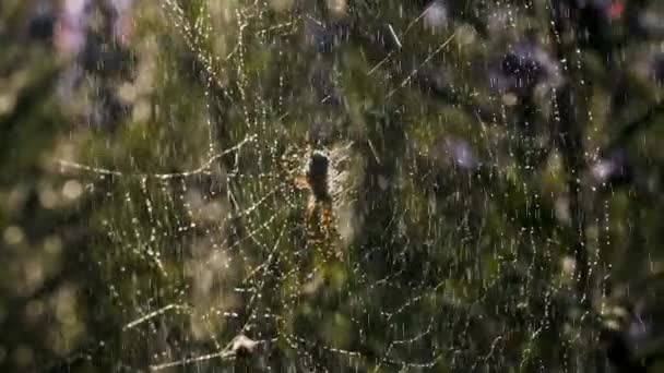Deszcz z pająkiem w sieci w fotografii makro. Kreatywny. Jasne małe krople wody oświetlone promieniami słońca spadają na sieć, na której siedzi pająk i rusza łapami.. — Wideo stockowe
