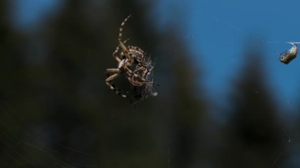 Primer plano de la mosca come arañas. Creativo. La araña envuelve a los insectos en la red para alimentarlos. Araña en la web con la víctima en el prado de verano — Vídeos de Stock