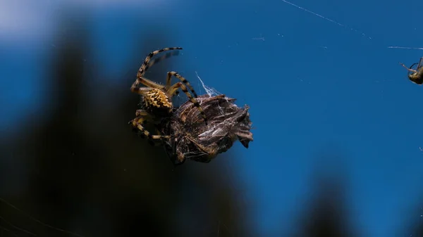 Egy nagy rovar. Kreatív. A pók megpróbál egy nagy, száraz tárgyat mozgatni a hálóján a kék nappali égbolt hátterében.. — Stock Fotó