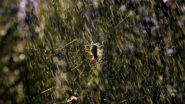 Lluvia con una araña en una tela en macrofotografía. Creativo. Pequeñas y brillantes gotas de agua iluminadas por los rayos del sol caen sobre la tela sobre la que se asienta la araña y mueve sus patas. — Foto de Stock