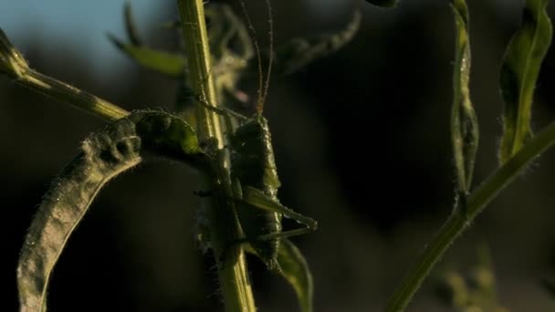 Den gröna mantis.Creative.A stora gröna gräshoppa med enorma långa tunna morrhår sitter i gräset som det sammansmälter i färg. — Stockvideo