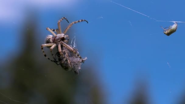 Een groot insect.Creatief. De spin probeert een groot droog object op zijn web te bewegen tegen de achtergrond van de blauwe hemel overdag.. — Stockvideo