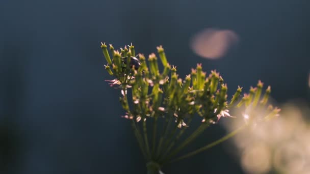 Makrofotografie in der Natur. Kreativ. Kleine Blüten, auf denen schwarze Käfer kriechen und auf die die Sonnenstrahlen scheinen. — Stockvideo