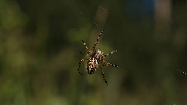 Une énorme tarentule suspendue sur sa toile. Créatif. Une araignée brillante avec des motifs sur elle est assise sur sa toile et essaie de ramper dessus. — Photo