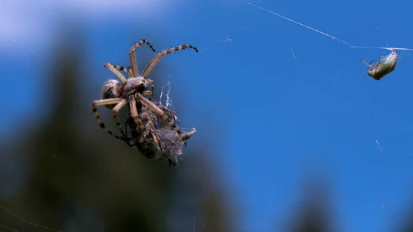 Un gran insecto. Creativo. La araña está tratando de mover un gran objeto seco en su tela contra el fondo del cielo azul durante el día. — Foto de Stock