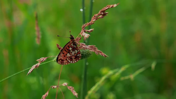 Schmetterling in der Makrofotografie. Kreativität. Ein heller Schmetterling mit roten Flügeln sitzt auf einem trockenen Zweig im grünen Gras und ein wenig Regen tropft darauf. — Stockfoto