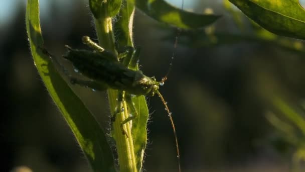 O mantis.Creative.A grande gafanhoto verde com enormes bigodes longos e finos sentado na grama em que se funde na cor. — Vídeo de Stock