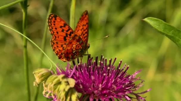 Zbliżenie motyl n letni zielony łąka. Kreatywny. Mały piękny pomarańczowy motyl na kwiatku w słoneczny dzień. — Wideo stockowe
