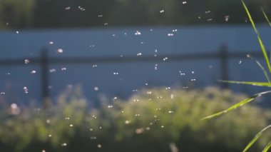 Uçan Midjeler. Yaratıcı. Güneş ışığında süzülen küçük siyah böceklerin arkasında bir çit vardır..