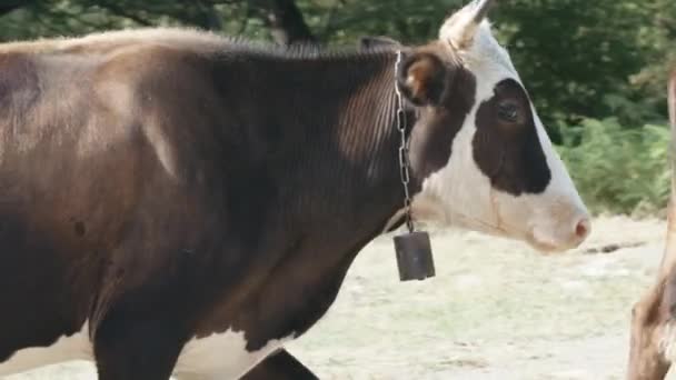 大きな牛だ。創造的だ。首に鍵がかかっている大きな農場の動物、オレンジと斑点のある色、農場の石の上を歩く. — ストック動画