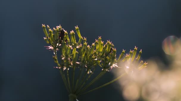 Makro fotografie v přírodě. Kreativní. Malé květiny, na kterých se plazí černí brouci a na kterých svítí sluneční paprsky. — Stock video