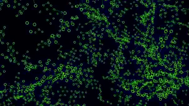 Κινητές τελείες με αλυσίδες σε μαύρο φόντο. Σχέδιο. Κινούμενες αλυσίδες με βακτήρια στο μικροσκόπιο. Μόλυνση ή ασθένεια στο μικροσκόπιο με ζωντανές τελείες και αλυσίδες — Αρχείο Βίντεο