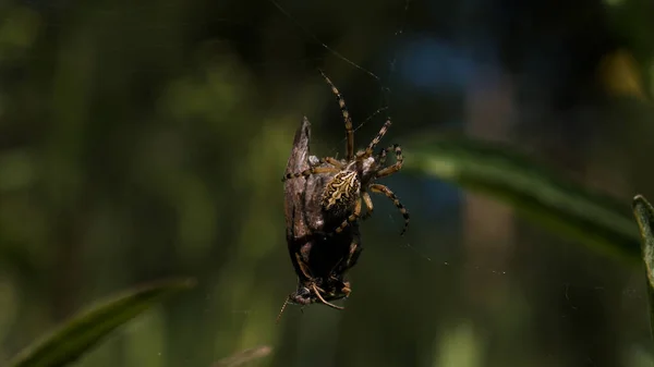 Eine Spinne versucht, ein großes Insekt anzuheben. Kreativ. Eine kleine Spinne, die sich in ihrem Netz verheddert, versucht ein riesiges dunkles Insekt anzuheben . — Stockfoto