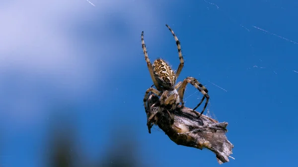 Eine große Spinne mit dünnen Beinen. Kreativ. Ein Insekt in der Makrofotografie sortiert sich durch ein großes getrocknetes Insekt auf seinem Netz am blauen Himmel. — Stockfoto