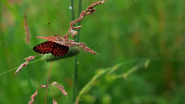 Pillangó a makrofotózásban. Kreatív.Egy fényes pillangó vörös szárnyakkal ül egy száraz ágon a zöld fűben, és egy kis eső csöpög rá.. — Stock Fotó
