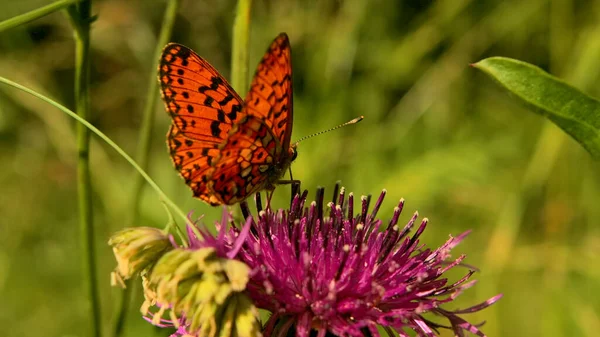 Közelről egy pillangó a nyári zöld rét. Kreatív. Kis gyönyörű narancssárga pillangó egy virágon egy napsütéses napon. — Stock Fotó