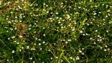Yeşil çimlerin ve küçük beyaz çiçeklerin üst görüntüsünü kapat. Yaratıcı. Kamera yaz otlağından yükseliyor..