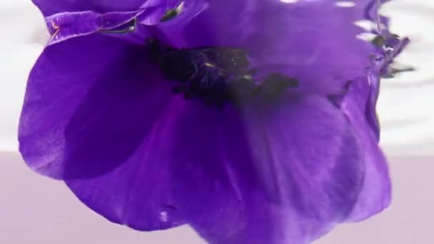 Κοντινό πλάνο του όμορφου λαμπρού λουλουδιού στο νερό. Στικ. Όμορφο μπουμπούκι λουλουδιών κάτω από το νερό σε απομονωμένο φόντο. Λουλούδι σε καθαρό νερό με αντανάκλαση — Αρχείο Βίντεο