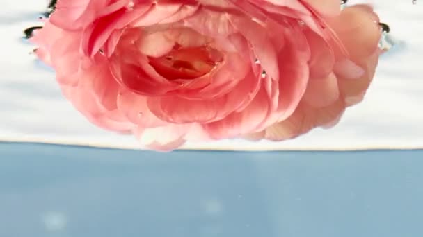 Prachtige heldere bloemen in helder water. Voorraadbeelden. Lichte verzadigde knoppen die in helder water worden geplaatst en om zichzelf heen draaien. — Stockvideo