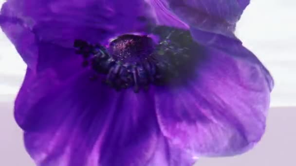 Макрофотографія квітів. Стокові кадри. Прозора вода, в якій красиві фіолетові квіти занурюються і крутяться навколо себе . — стокове відео