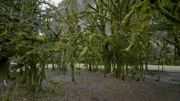 Close-up van takken van thuja bomen met een breed pad. Actie. Groene bosjes en het grasveld erachter. — Stockvideo